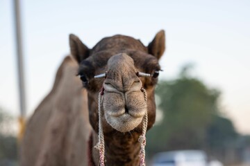 Close-up shot of a camel looking directly into the camera with a nose piercing in India