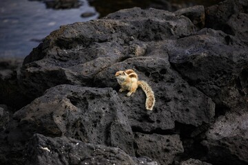 Closeup shot of a squirrel on volcanic rocks