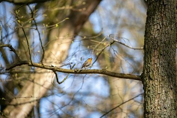 Fototapeta na wymiar European robin perched on a tree branch in a natural setting.