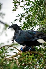 Maned pigeon (Caloenas nicobarica) bird perched on a tree branch