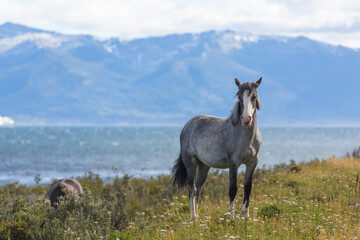 Horse in Patagonia