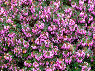 Obraz premium Closeup of flowering heather, Erica carnea Loughrigg