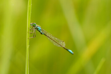 Federlibelle oder Azurjungfer
