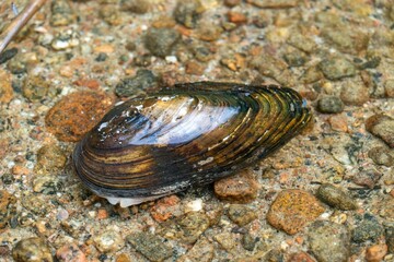 Closeup shot of the small brown Bivalvia on the ground