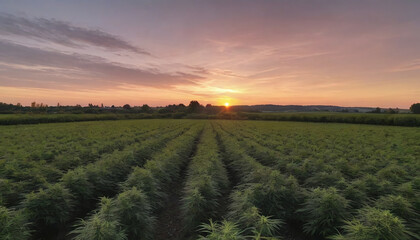 Fototapeta na wymiar Sunset Over A Legal Cannabis Field In France For Industrial Use.