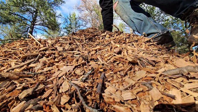 Close up wide low angle shot of oak wood chips while man in boots climbing or walking or trudging through pile.
