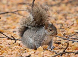 Squirrel perched on a pile of dried yellow and orange autumn leaves
