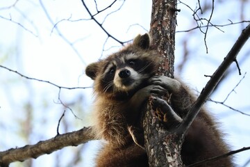 Alert raccoon perched on the branches of a tree, looking out into the distance