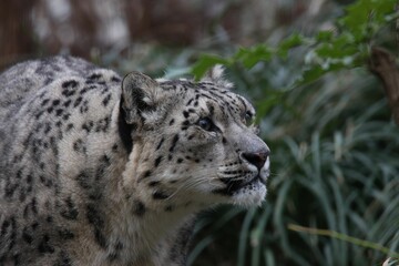 Snow leopard is walking through the trees in his enclosure