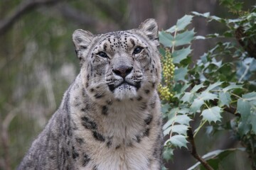 Majestic snow leopard in front of a large evergreen tree, looking directly at the camera