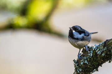 Coal Tit, Periparus ater, bird in forest at winter sun