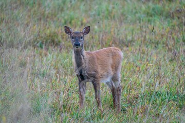 Majestic whitetail deer in a sunlit field in Finland.