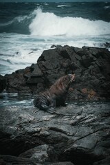 Fur seal sitting on a rocky shoreline, surrounded by lapping waves