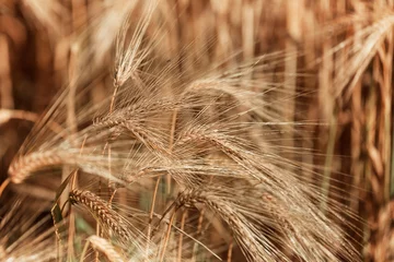 Fotobehang Wheat © Galyna Andrushko