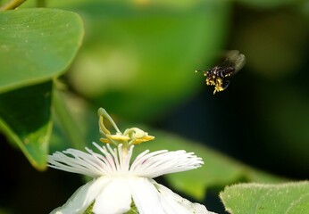 Bee approaching a Passion flower to gather nectar from its fragrant petals