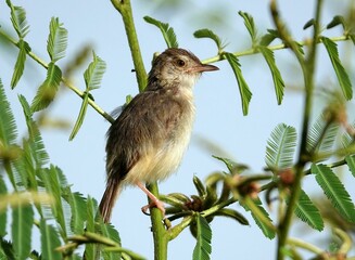 Small, brown-feathered plain prinia (Prinia inornata) perched atop a green, leafy branch