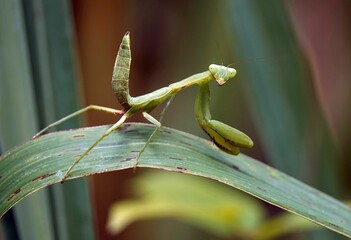 European mantis (Mantis religiosa) atop a single blade of grass in a peaceful pose