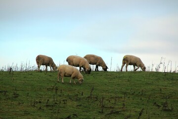 Fototapeta premium Herd of sheep grazing on a grassy hilltop