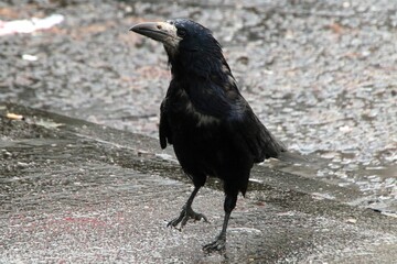 Fototapeta premium Black crow perched on a wet asphalt road