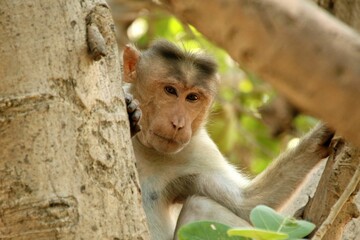 Adorable monkey perched in a tree trunk, gazing directly into the camera