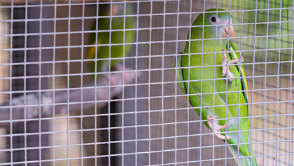 Green Budgerigar (domestic budgie) on cage. Young parrot in bright plumage. Bird in captivity in a zoo with a lonely fate. Jail. Green.