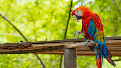 Close up of colorful scarlet macaw parrot. Brazilian red macaw looking at the camera