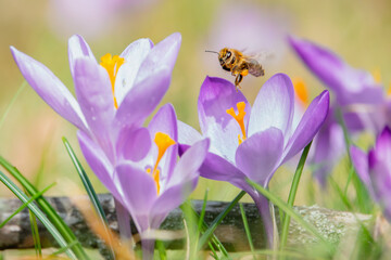 Fliegende Biene über Krokusblüten