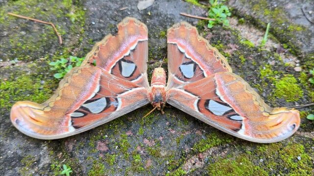 Time-lapse view of an Attacus atlas on a mossy rock