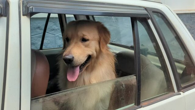 Golden Retriever sticking his tongue out and sitting in the backseat of a car
