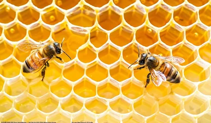Fotobehang Two Bees on Honeycomb in Beehive © hakule