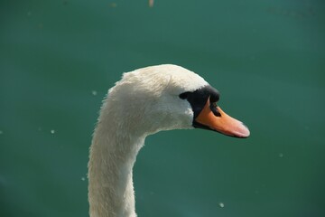 Closeup shot of a white swan in a body of water on a sunny day, Zurich, Switzerland