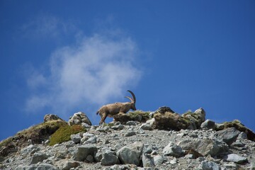 Mountain ibex perched atop a rocky outcrop of Mont Blanc.