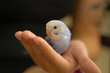 Cute budgerigar in a human hand.