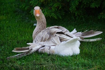 Toulouse goose perched atop a patch of green grass, with one wing outstretched. © Wirestock