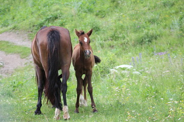 Obraz premium View of brown horses grazing in field