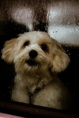 Small white dog sitting in front of a rain-spattered window.