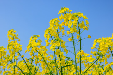 Obraz premium Yellow rape flowers bloom in spring