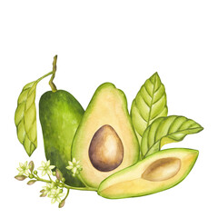 Avocado whole fruit and half with seed, green leaves, flowers. Botanical vegetable clipart. Vegan dietary food painting. Hand drawn watercolor illustration isolated on white background. For logo