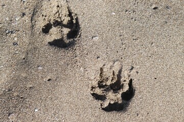 Dog paw prints in the sand along an idyllic beach