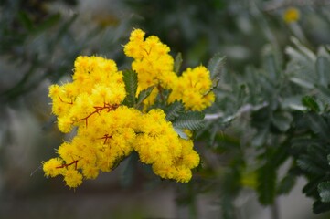 ミモザ/アカシア プルプレア