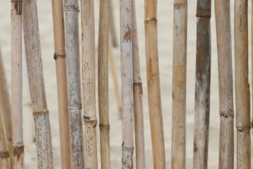 Selection of bamboo sticks neatly arranged in a line
