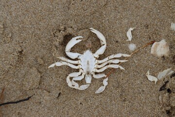 Closeup shot of a crab on top of the golden sand on a beach shore