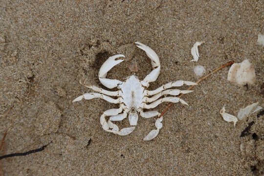 Closeup shot of a crab on top of the golden sand on a beach shore