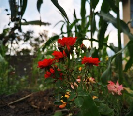 Rosas en medio del maizal. 