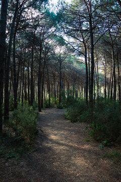 A dirt trail in the pine forest vertical photo