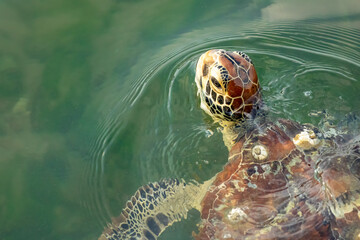 A green turtle in the Coral Sea Great Barrier Reef waters, surfacing near a jetty for a breath of...
