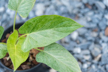 Closeup to homalomena cream frost in pot 