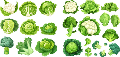 Cauliflower head, broccoli or diet fresh vegetarian cooking greens vector illustration