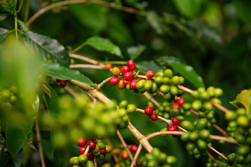 Obraz premium PERUVIAN COFFEE FROM RODRIGUEZ DE MENDOZA AMAZONAS