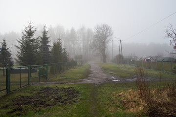 droga i drzewa , mgła 